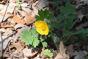 2025-04246547 Acton Arboretum, MA